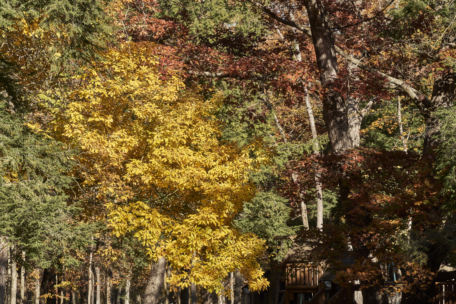 Indian Summer, Letchworth State Park, NY, USA